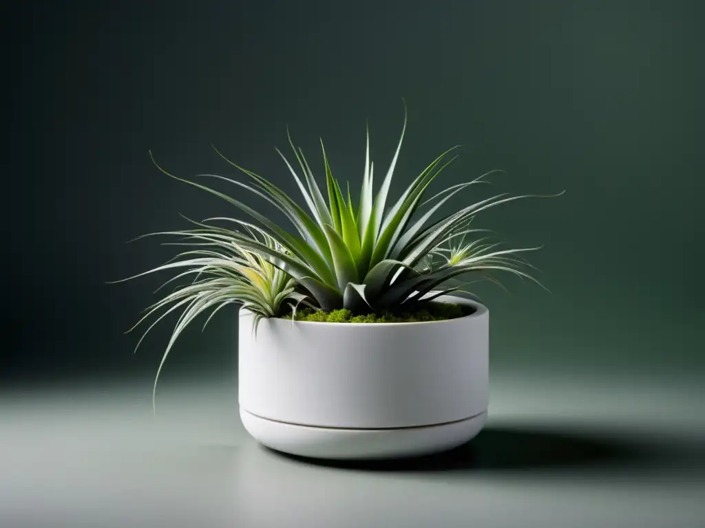 Maceta blanca minimalista con planta aérea Tillandsia, elegante y serena