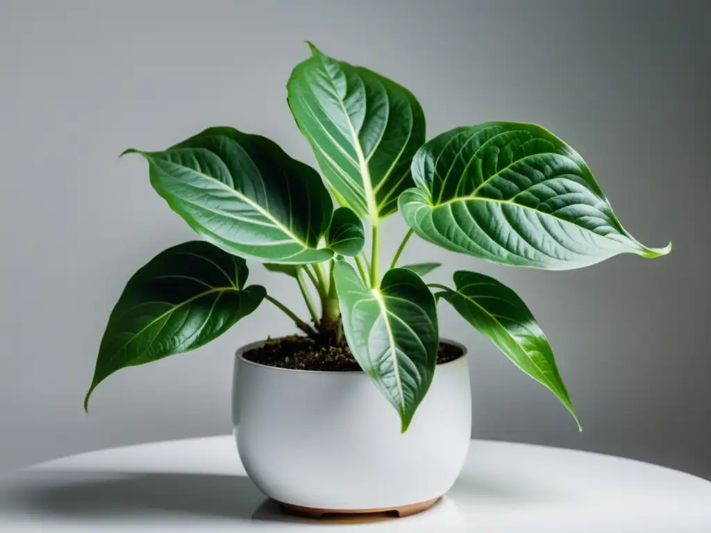 Planta Syngonium Podophyllum en maceta moderna sobre fondo blanco, irradiando elegancia y serenidad