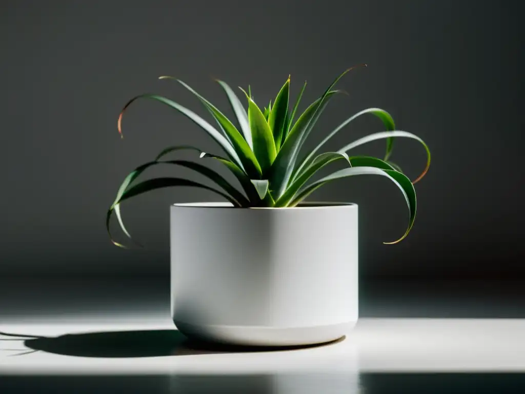 Maceta ecológica blanca con planta de interior, diseño minimalista y luz suave