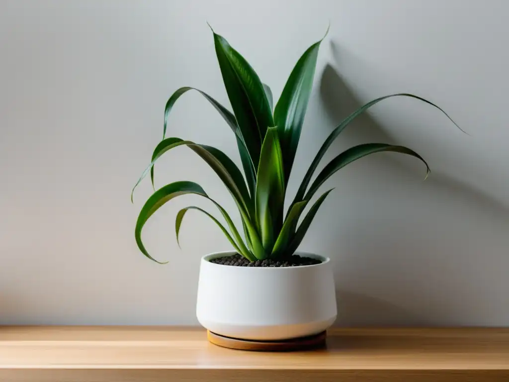 Maceta blanca minimalista con planta serpiente verde en estante de madera Macetas para decoración interior: Planta serpiente verde en maceta blanca sobre estante de madera y fondo blanco, bañada por luz natural