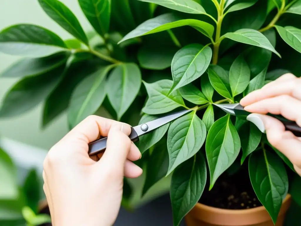Podando con precisión: manos cuidadosas recortan hojas de planta Manos cuidadosas podando hojas de planta de interior con tijeras