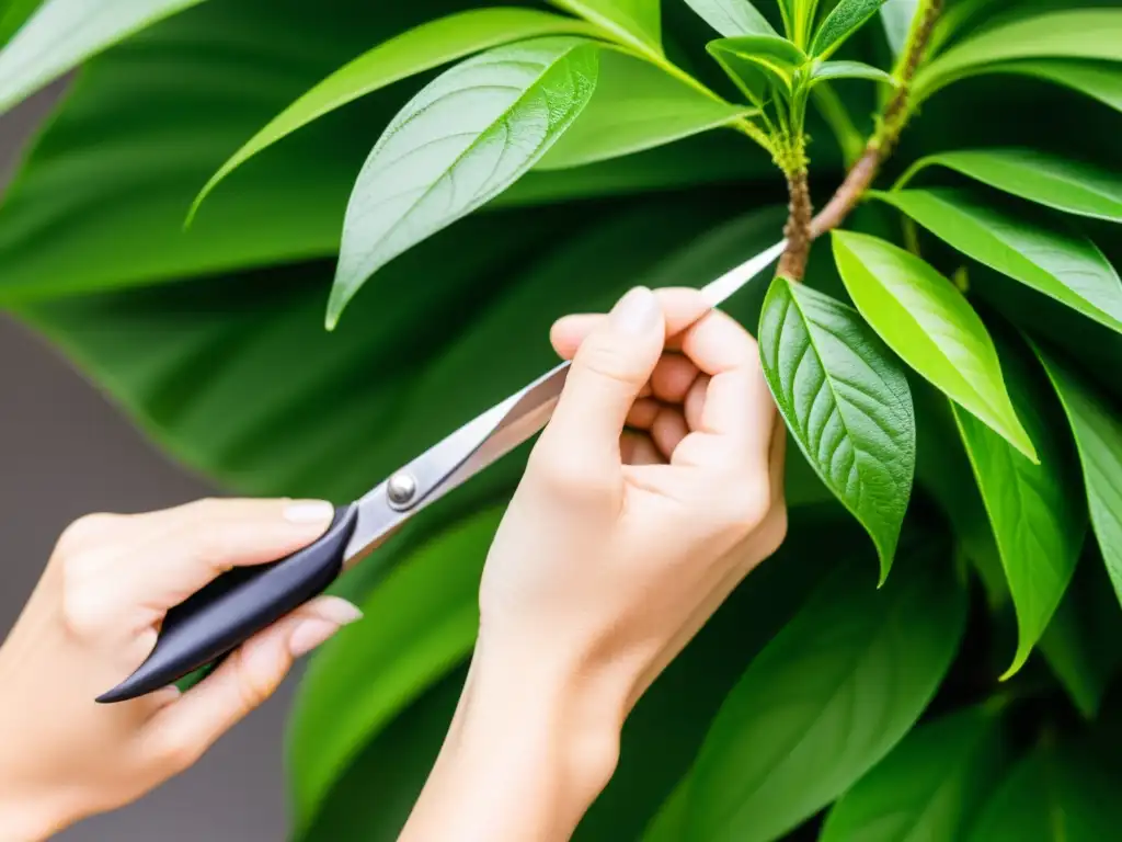 Manos cuidadosas podando hojas de planta de interior con tijeras afiladas, destacando la meticulosa poda de plantas de interior