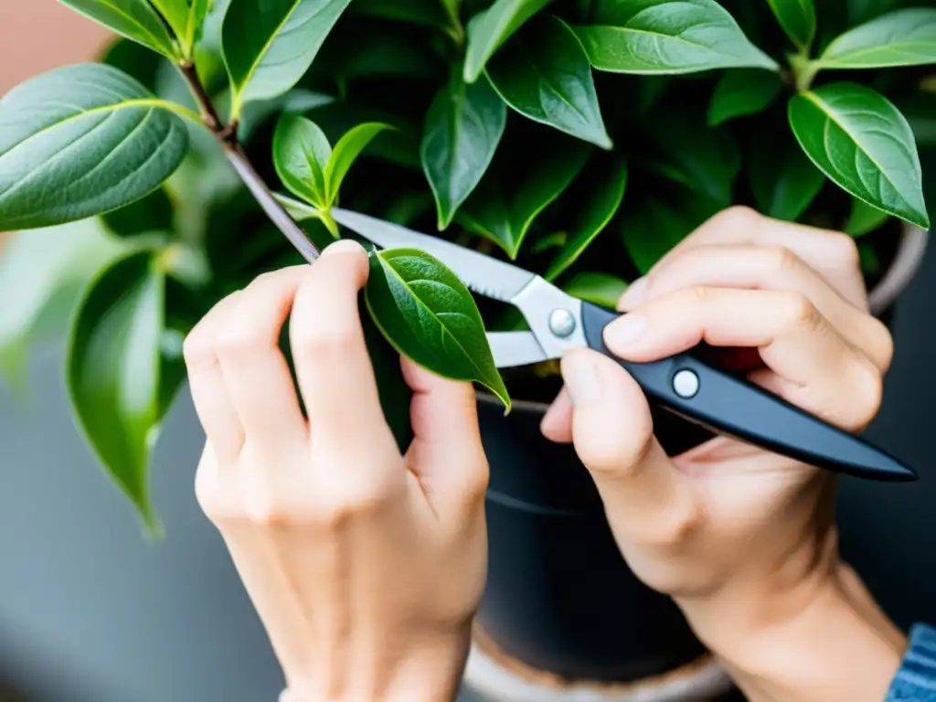 Manos cuidadosas podando hojas de planta de interior con tijeras de podar, exudando precisión y arte en la poda decorativa para plantas de interior