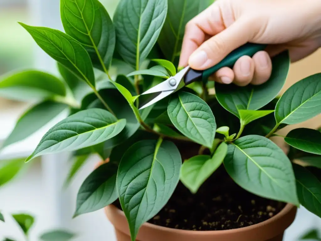 Manos cuidadosas podando hojas verdes de planta de interior