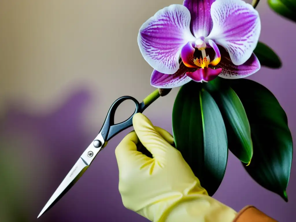 Manos cuidadosas podando delicadamente una orquídea exótica, resaltando la importancia de la poda precisa y meticulosa