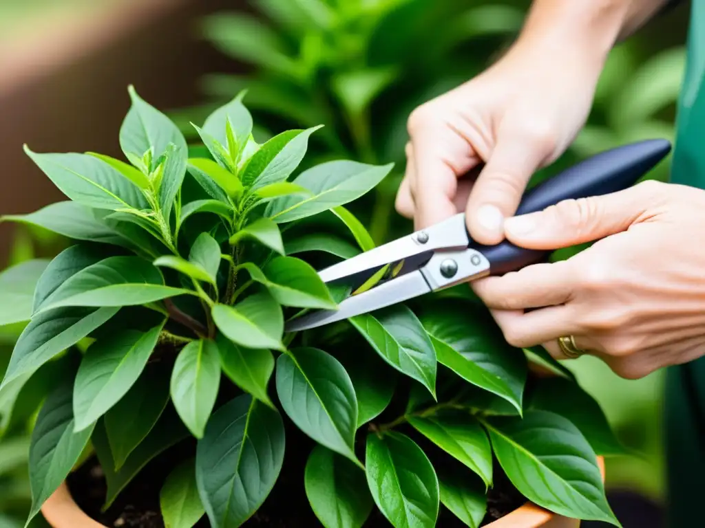 Manos cuidadosas podan planta interior, resaltando la importancia de la poda preventiva