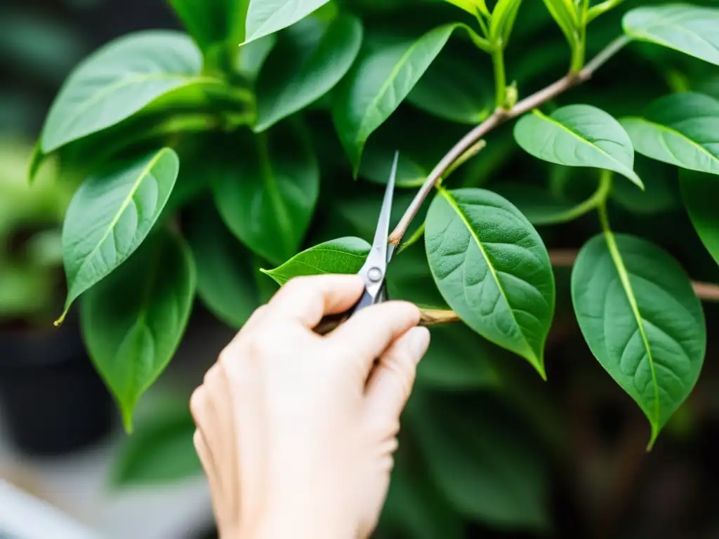 Manos expertas rejuvenecen plantas de interior mediante poda, con precisión y cuidado