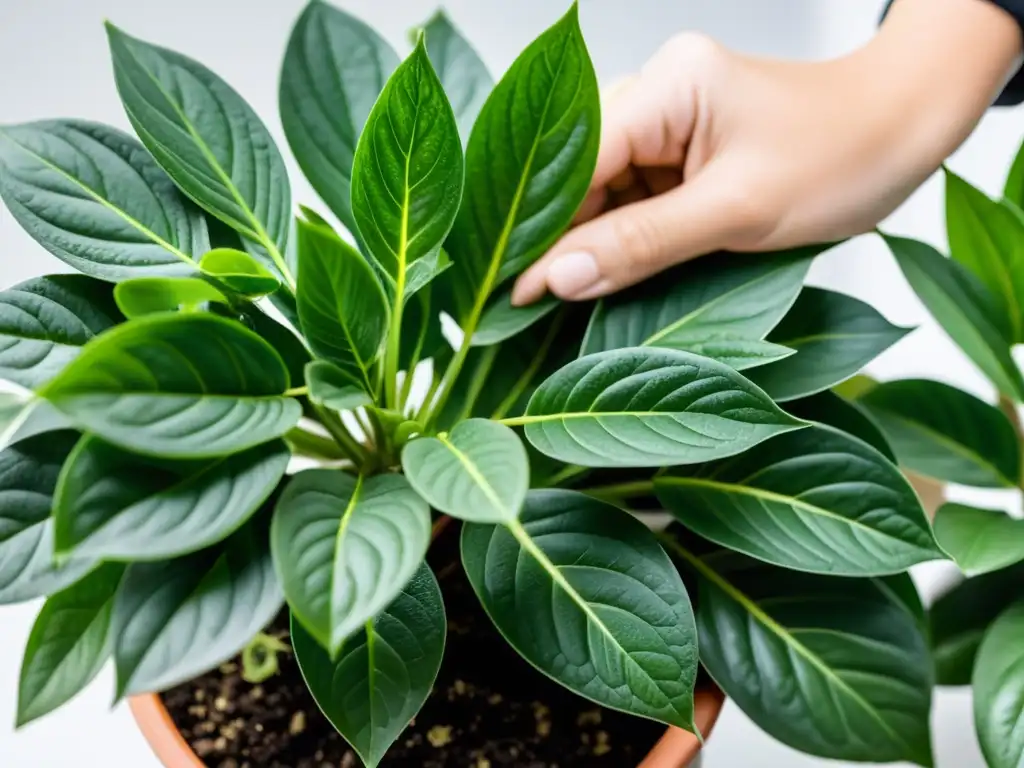 Manos expertas realizando técnicas de propagación de plantas de interior con precisión y cuidado, sobre un fondo blanco