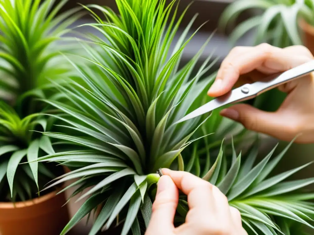 Manos podando delicadamente una planta de aire en interiores con tijeras precisas, bañadas en cálida luz natural