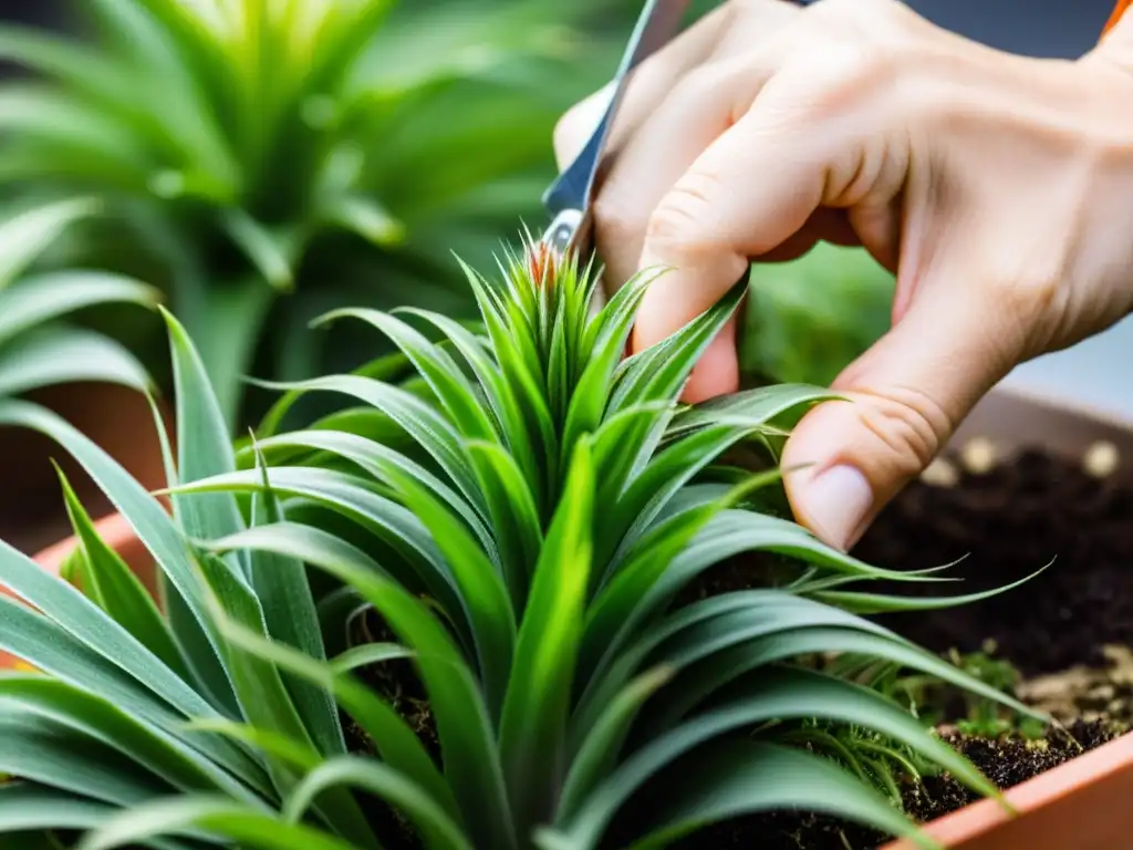 Manos podando delicadamente una planta de aire Tillandsia en interiores