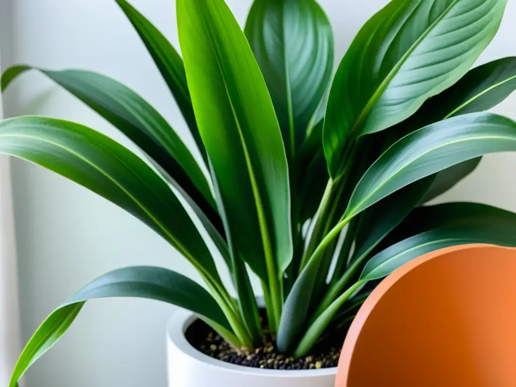 Un jardín interior minimalista con plantas de clima frío en un elegante entorno, irradiando calma y sofisticación