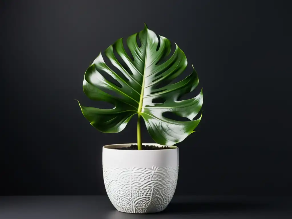 Monstera en maceta blanca, hojas verdes brillantes