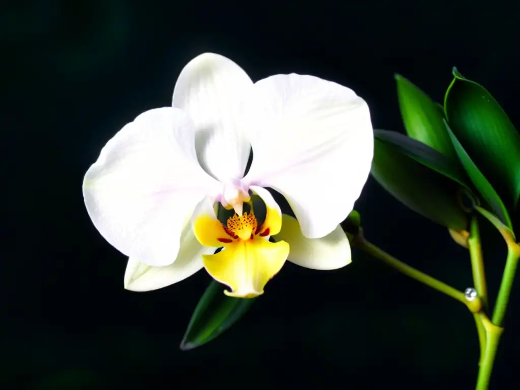 Una orquídea exótica florece bajo la luna, con pétalos blancos y hojas verdes exuberantes