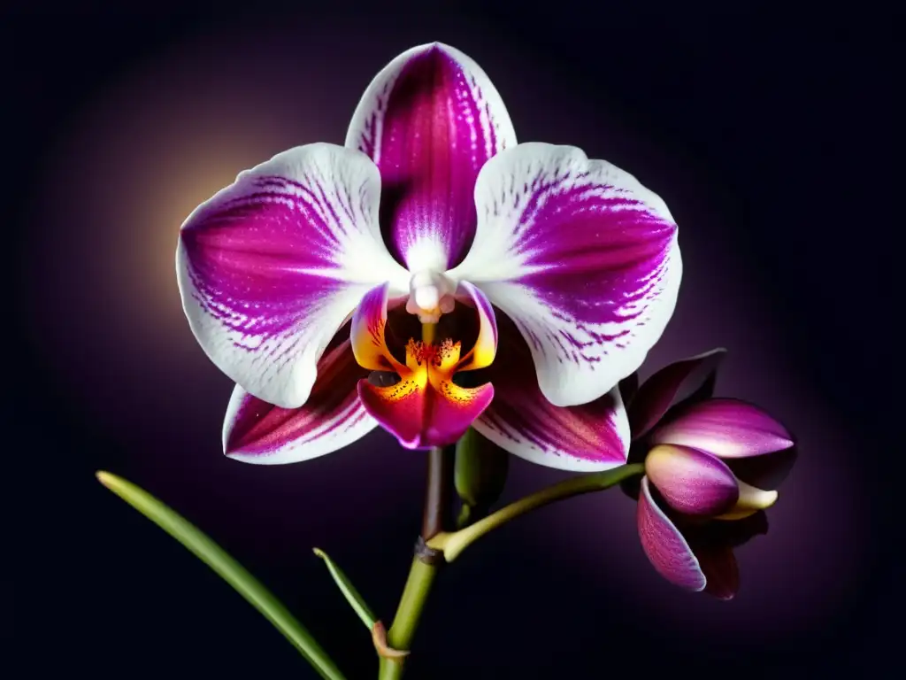 Una orquídea exótica de floración nocturna, con pétalos delicados en tonos de morado y magenta, iluminada por suave luz lunar