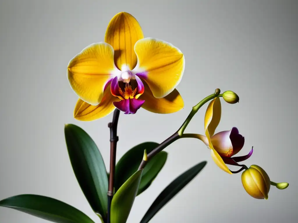 Una orquídea floreciente en alta resolución destaca la belleza de las plantas de interior que florecen en un elegante y minimalista fondo blanco