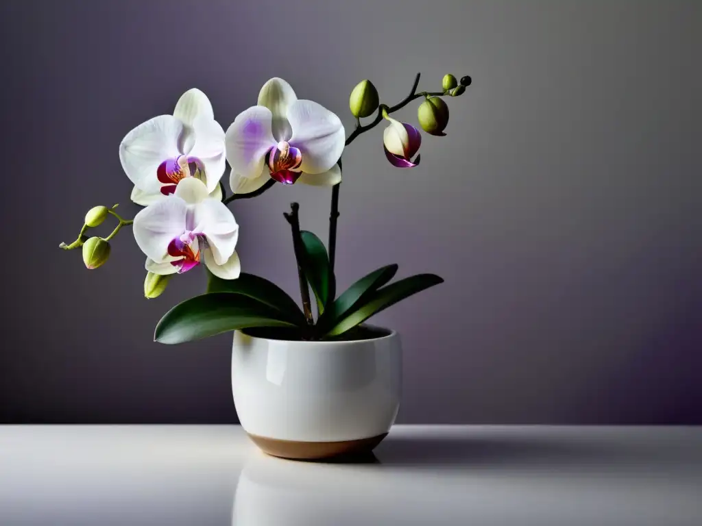 Una orquídea morada en un elegante jarrón blanco