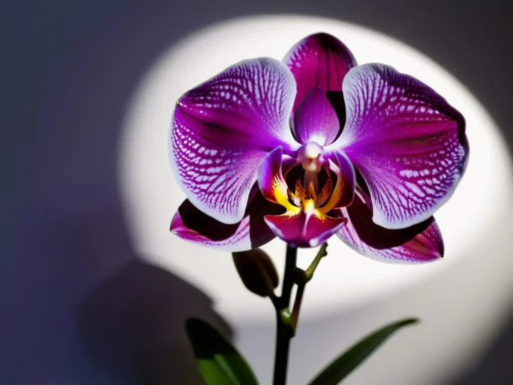 Una orquídea morada iluminada por el sol, destacando su textura y elegante silueta