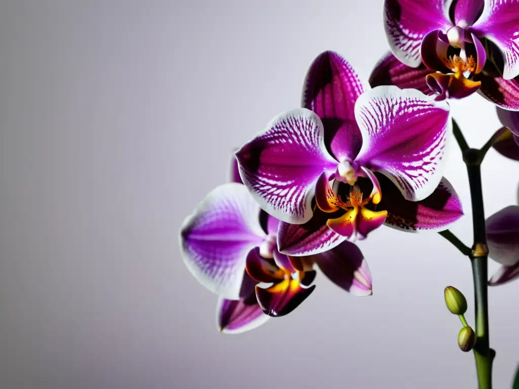 Orquídea en plena floración: Detalles vibrantes y textura sedosa Una orquídea vibrante y detallada en un fondo blanco, mostrando sus patrones delicados y textura aterciopelada