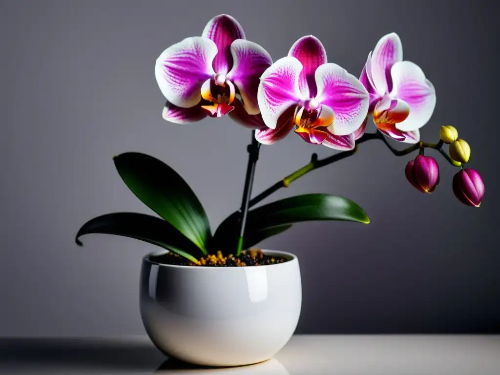 Una orquídea vibrante en una elegante maceta blanca, capturando la belleza serena de las plantas de interior con flores decorativas