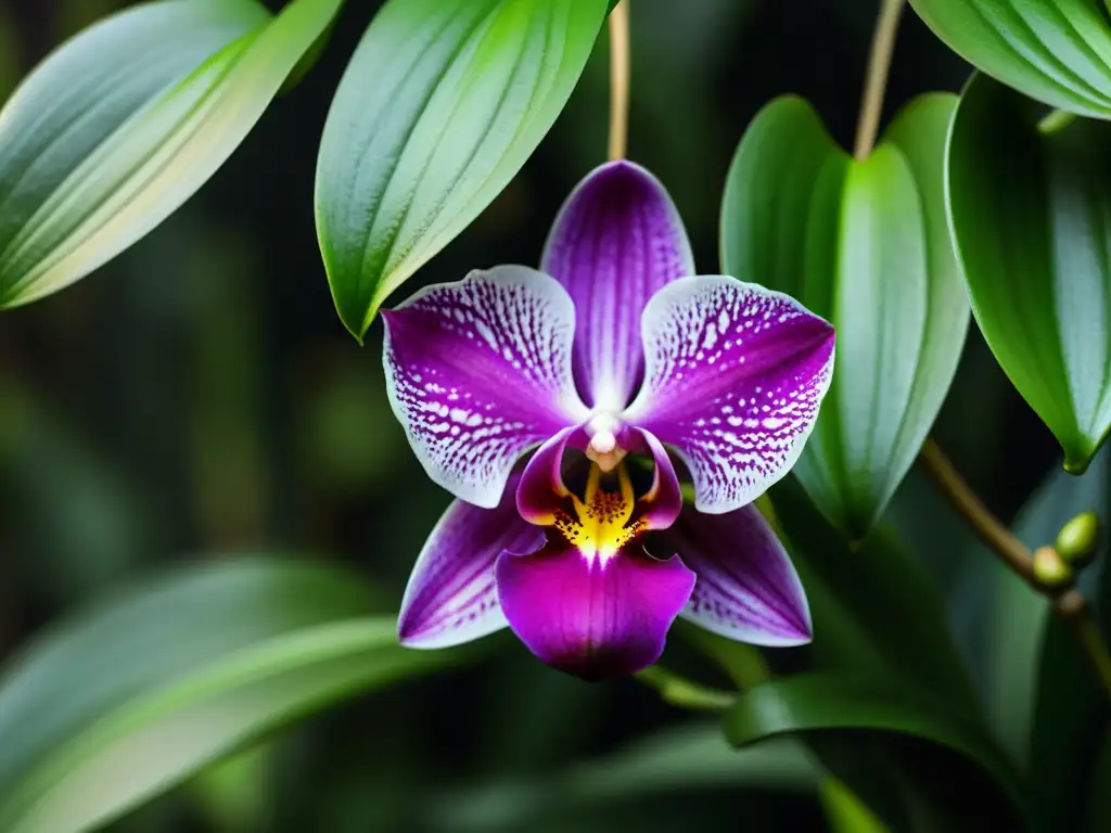 Una orquídea Vanda vibrante suspendida en el aire, rodeada de exuberante follaje verde