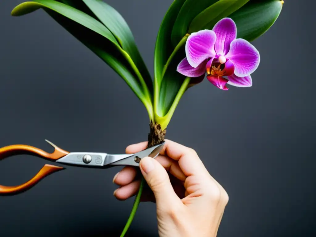 Un par de manos podando cuidadosamente las raíces de una orquídea exótica, resaltando la delicadeza y precisión del proceso de poda