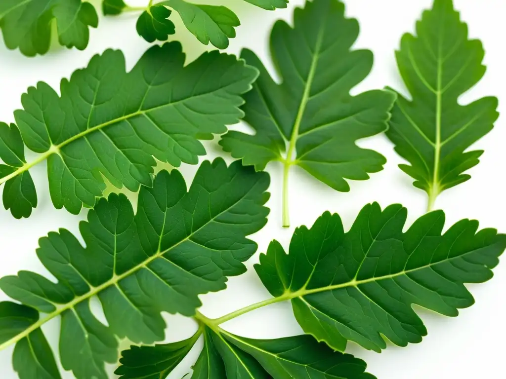 Un patrón minimalista de hojas frescas de cilantro sobre fondo blanco