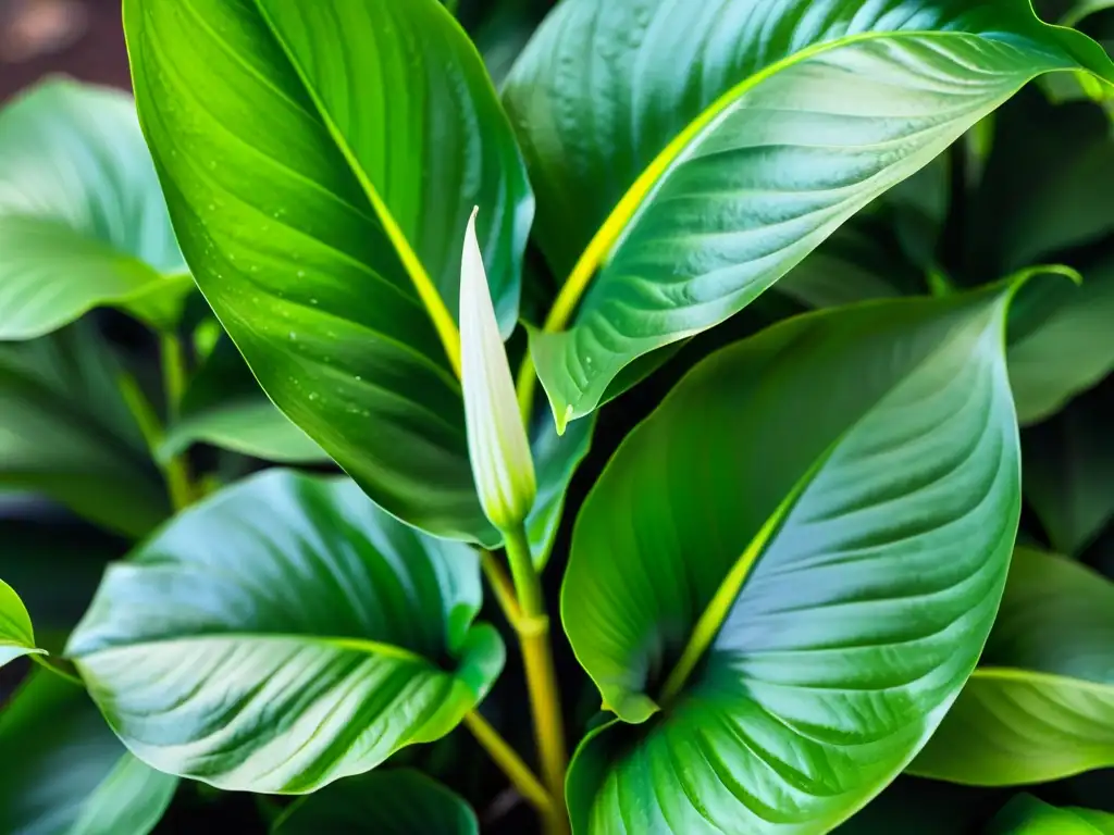 Planta de purificación del aire interior: la exquisita belleza de la lirio de la paz en primer plano, evocando serenidad y bienestar