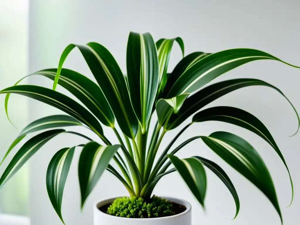 Una planta araña exuberante y detallada en una maceta blanca moderna, resaltando sus beneficios para el cuidado de plantas de interior