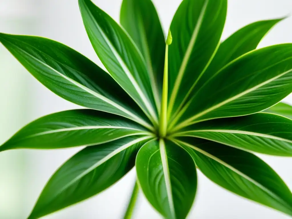 Una planta araña exuberante y detallada, bañada por luz natural