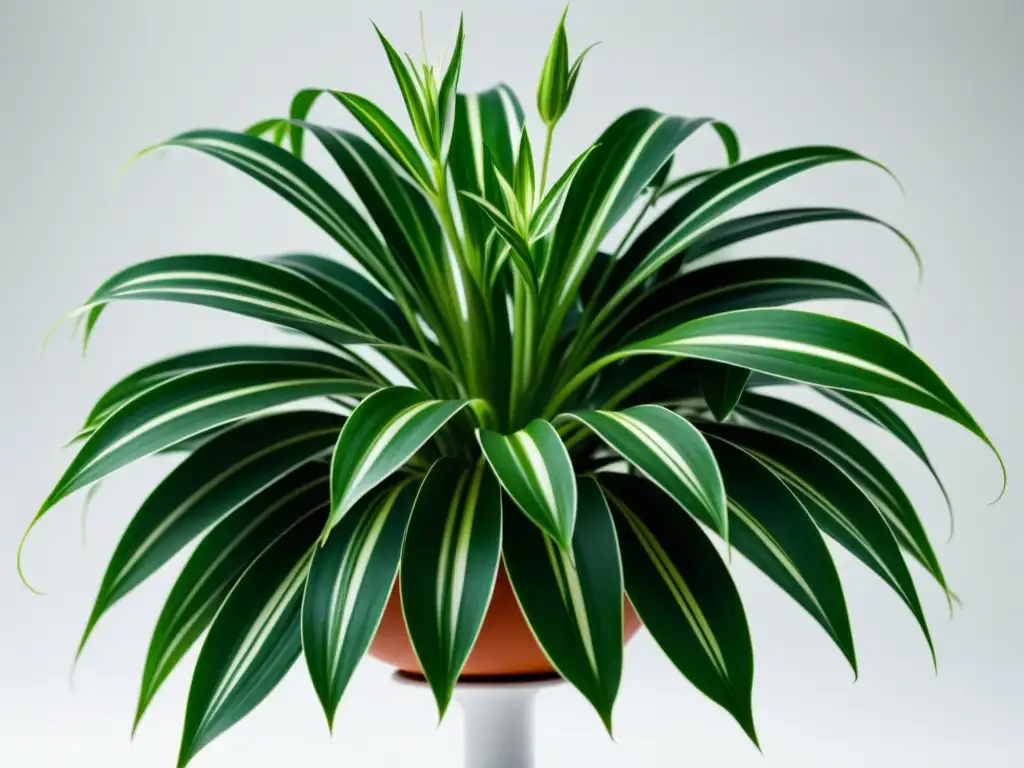 Planta de interior: Detalle de una exuberante Chlorophytum comosum