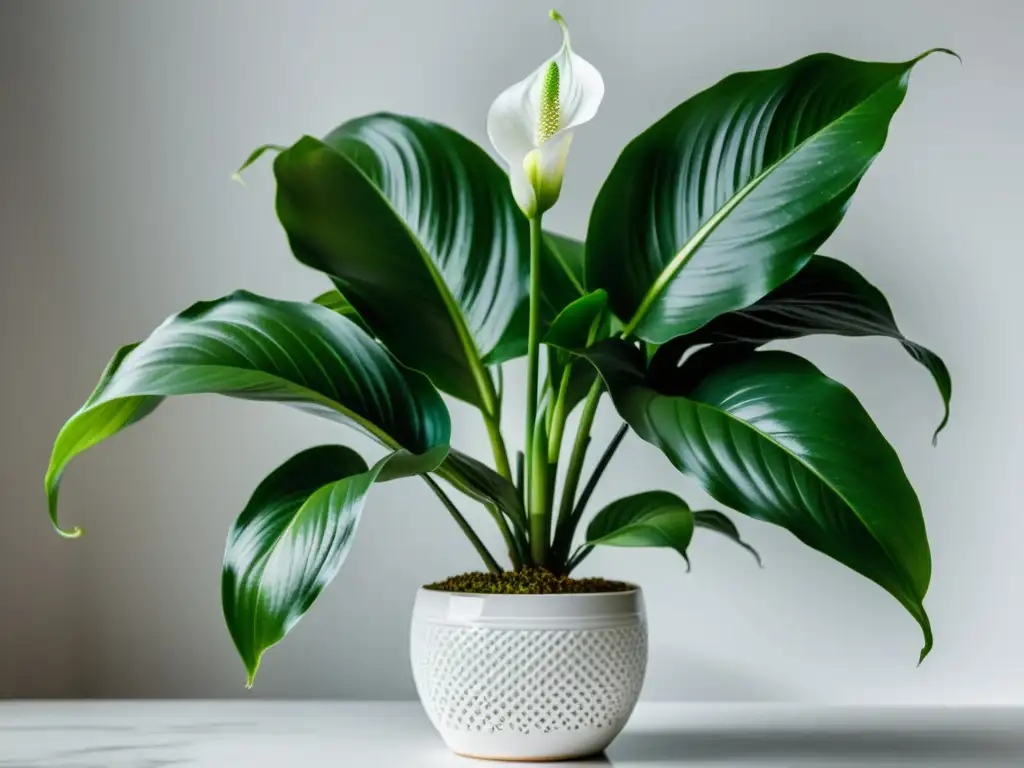 Una planta de espatifilo exuberante y romántica en maceta blanca, con flores blancas delicadas, iluminada por luz natural