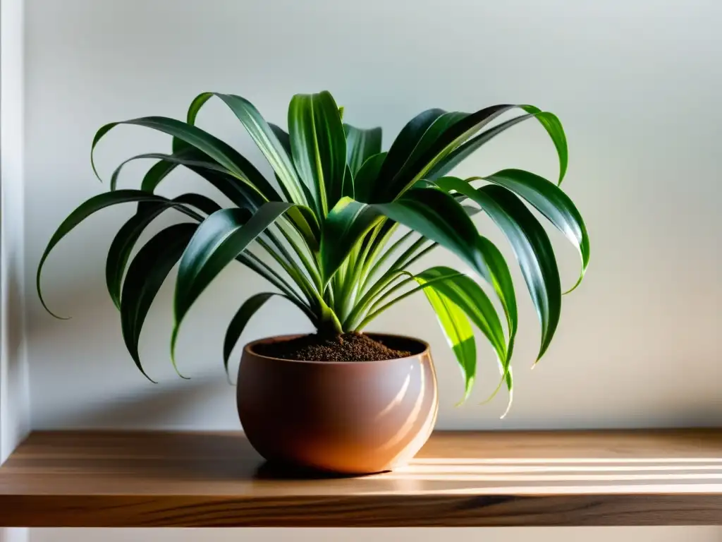 Una planta de araña exuberante en maceta de terracota, reposa en un estante de madera, bañada por luz natural