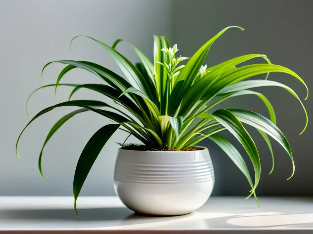 Una planta de araña exuberante y verde en una elegante maceta blanca, iluminada por luz natural