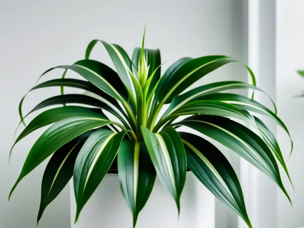 Una planta de araña exuberante y verde sobre un soporte blanco, transmitiendo calma y los beneficios de la jardinería interior