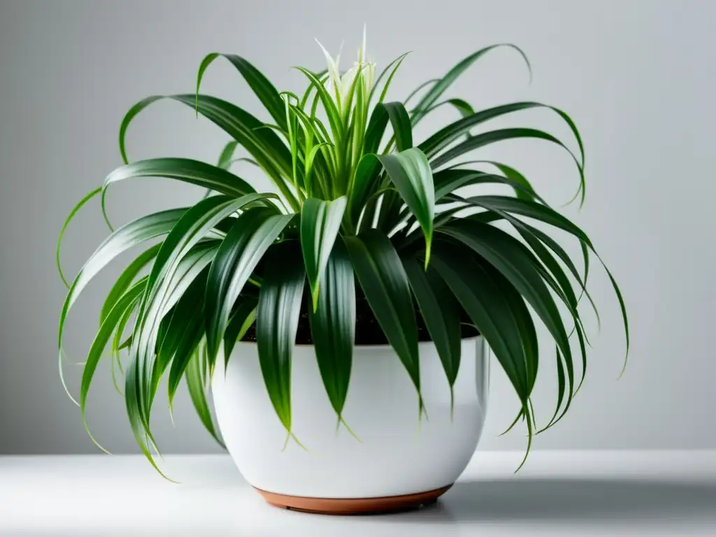 Una planta de araña exuberante y vibrante en una maceta blanca mate, adaptando plantas de interior a contaminación urbana