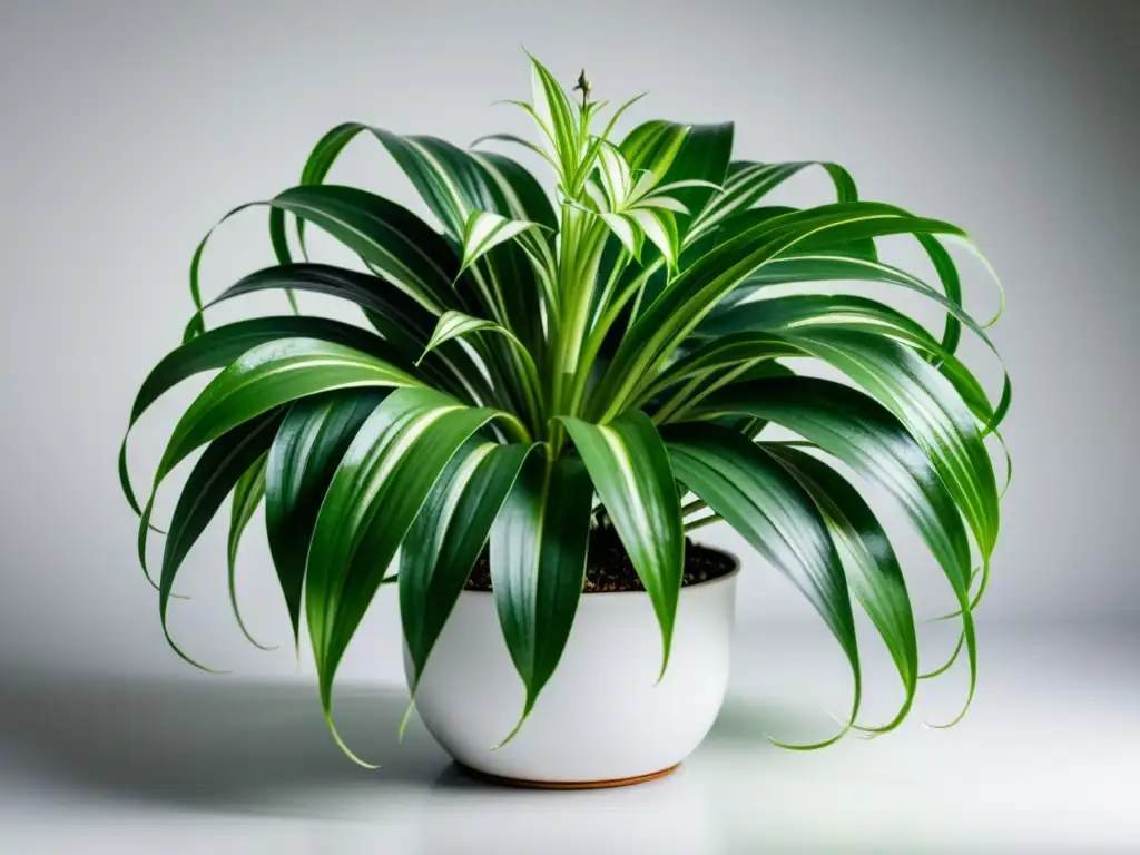 Planta araña verde exuberante: detalle ultradelicado Planta araña con hojas variegadas y gotas de agua, evocando beneficios plantas calidad aire interior