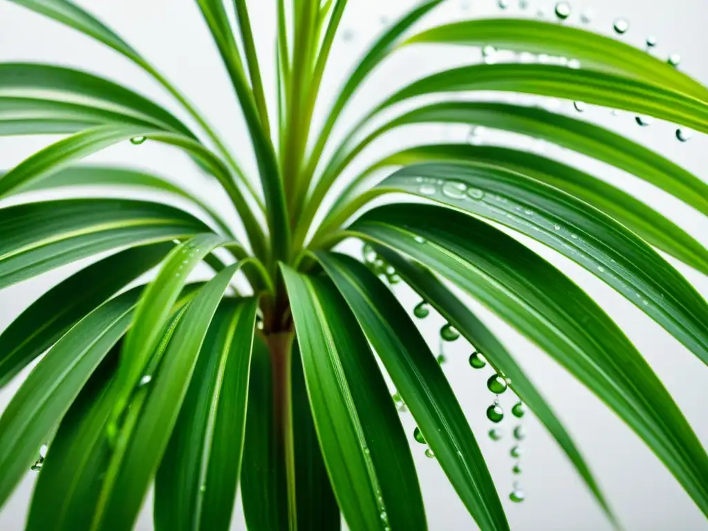 Planta de araña con hojas verdes vibrantes y delicadas gotas de agua, resaltando la humedad para piel saludable de las plantas de interior