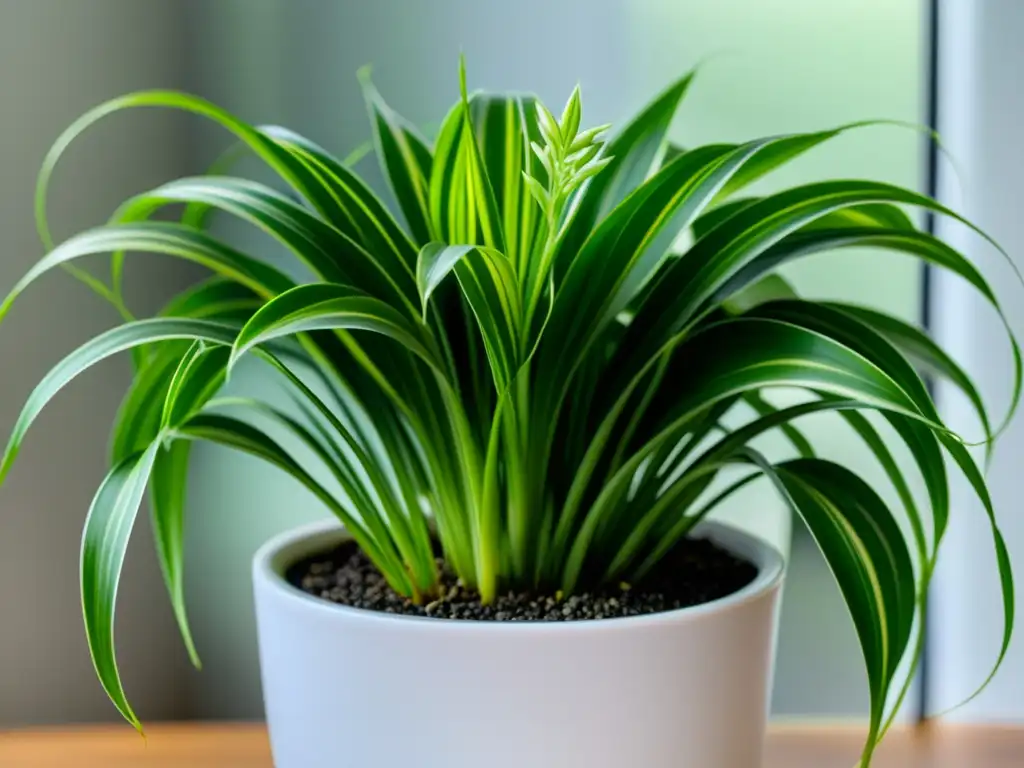 Planta de interior purifican aire: Detalle de exuberante planta araña en maceta blanca, iluminada por suave luz natural