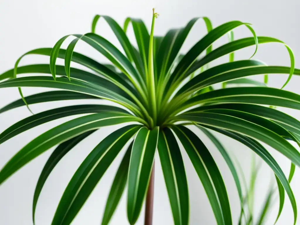 Planta de interior que limpia el aire: Detalle de una exuberante planta araña con hojas verdes y flores blancas, radiante en luz natural