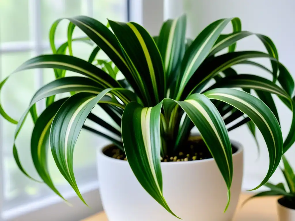 Planta de interior purifican aire: Imagen detallada de una exuberante planta araña con hojas variegadas en una maceta blanca