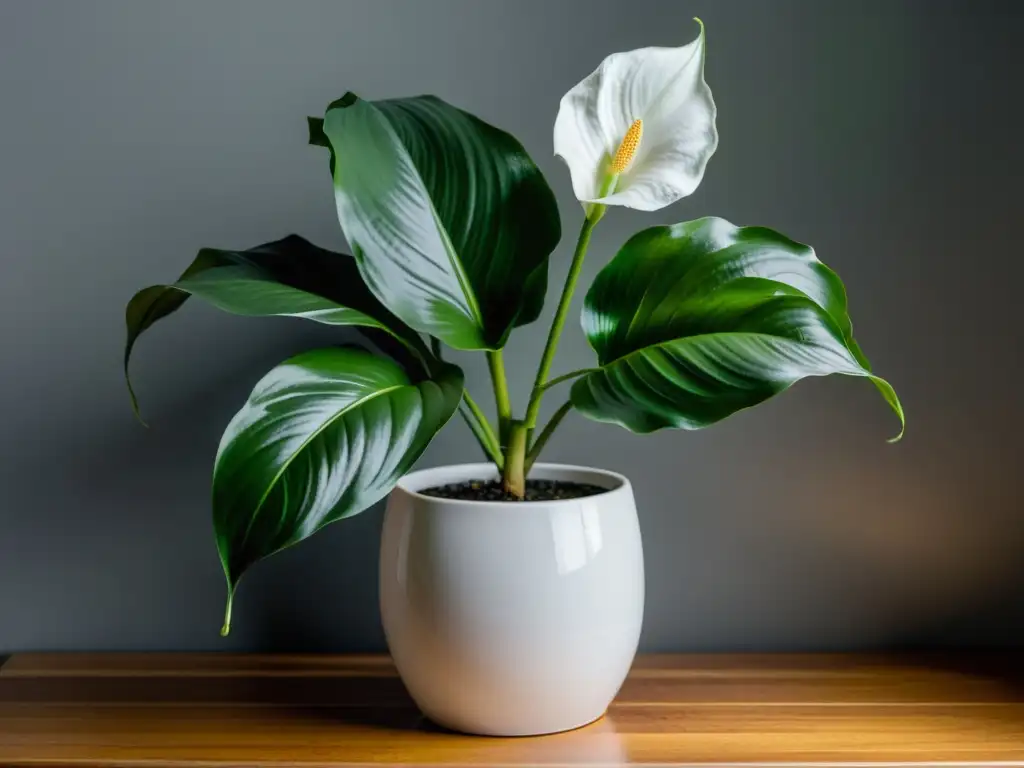 Planta de interior en baja luz: lirio de la paz en maceta blanca sobre mesa de madera iluminada por luz suave