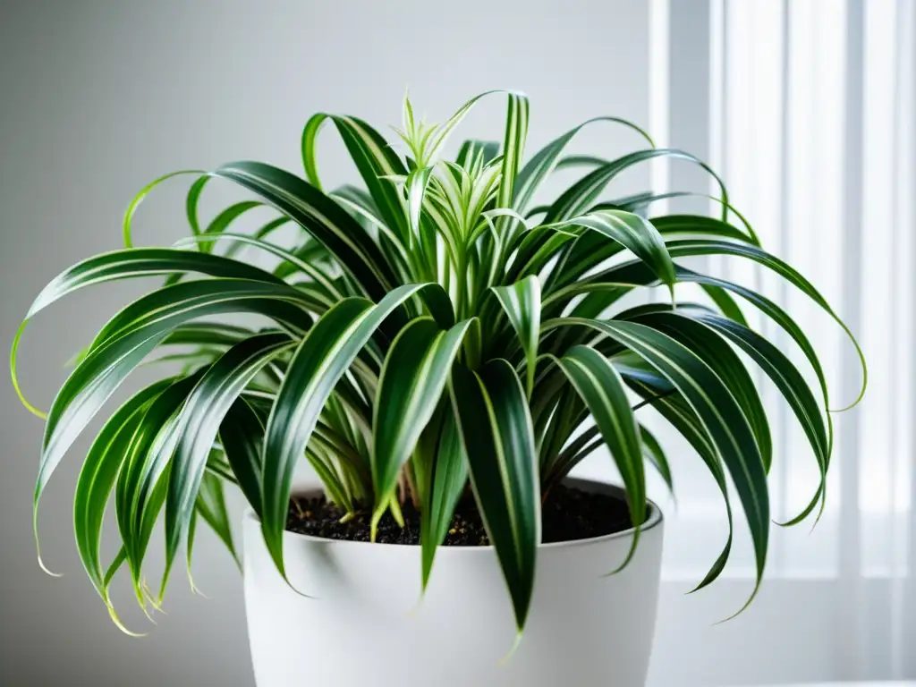 Planta de interior con beneficios para el aire en elegante maceta blanca, destacando sus hojas verdes y variegadas en un fondo blanco limpio