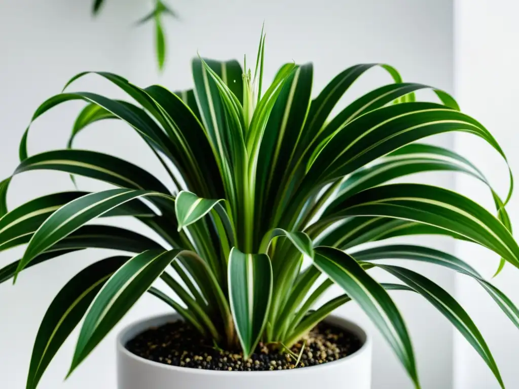 Planta de interior con beneficios, iluminada por luz natural, en maceta blanca, creando un ambiente sereno y minimalista