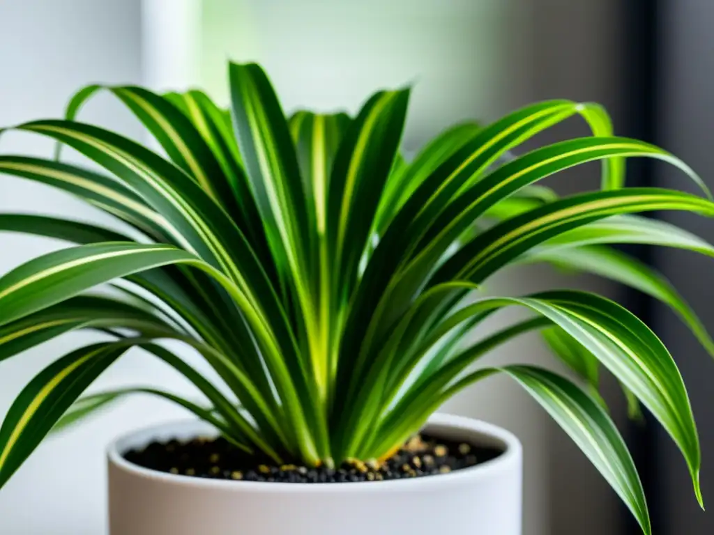 Planta de interior Chlorophytum comosum en maceta blanca moderna, resaltando avances científicos cuidado plantas interior