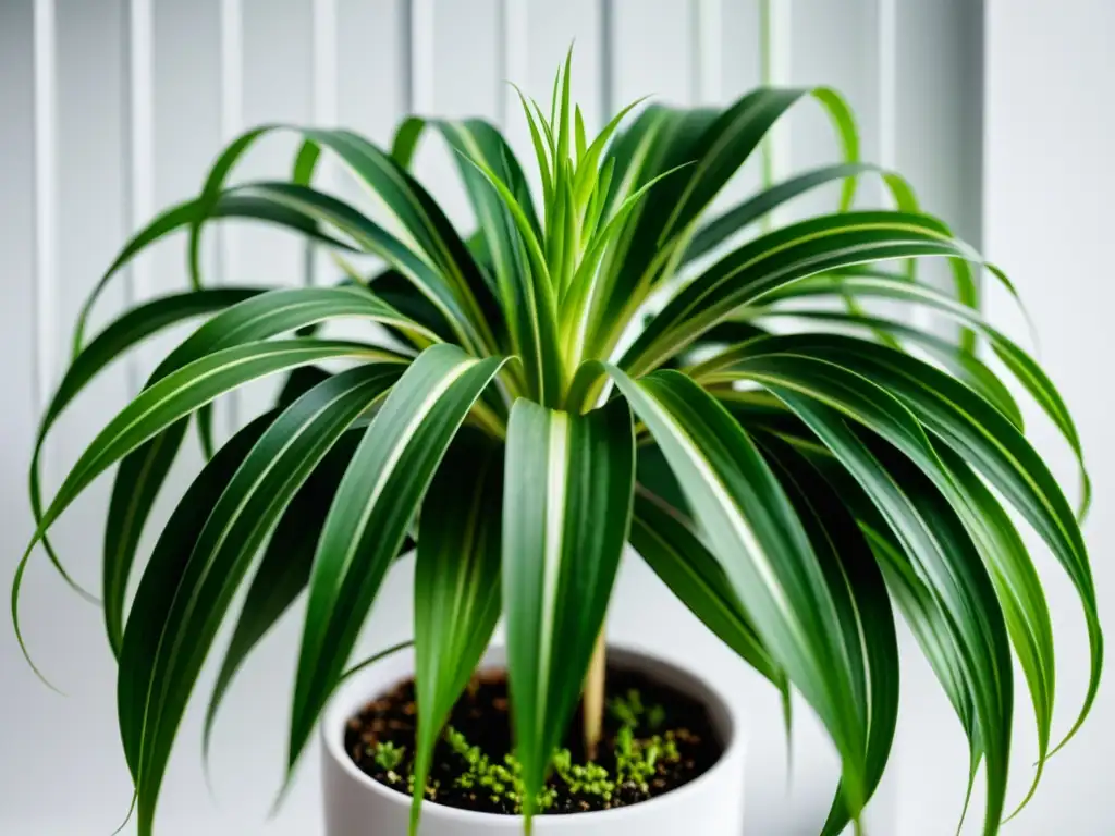 Una planta de interior, Chlorophytum comosum, en una maceta blanca