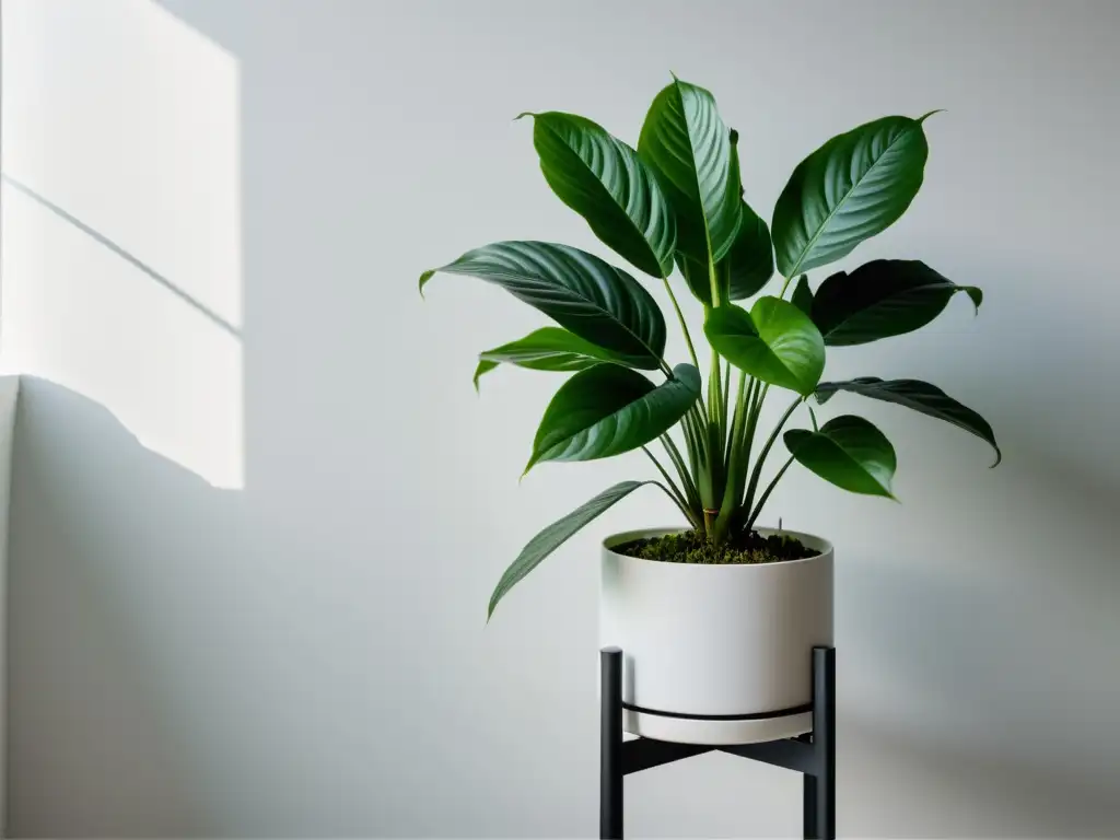 Una planta de interior bien cuidada en un soporte moderno, con un fondo blanco limpio