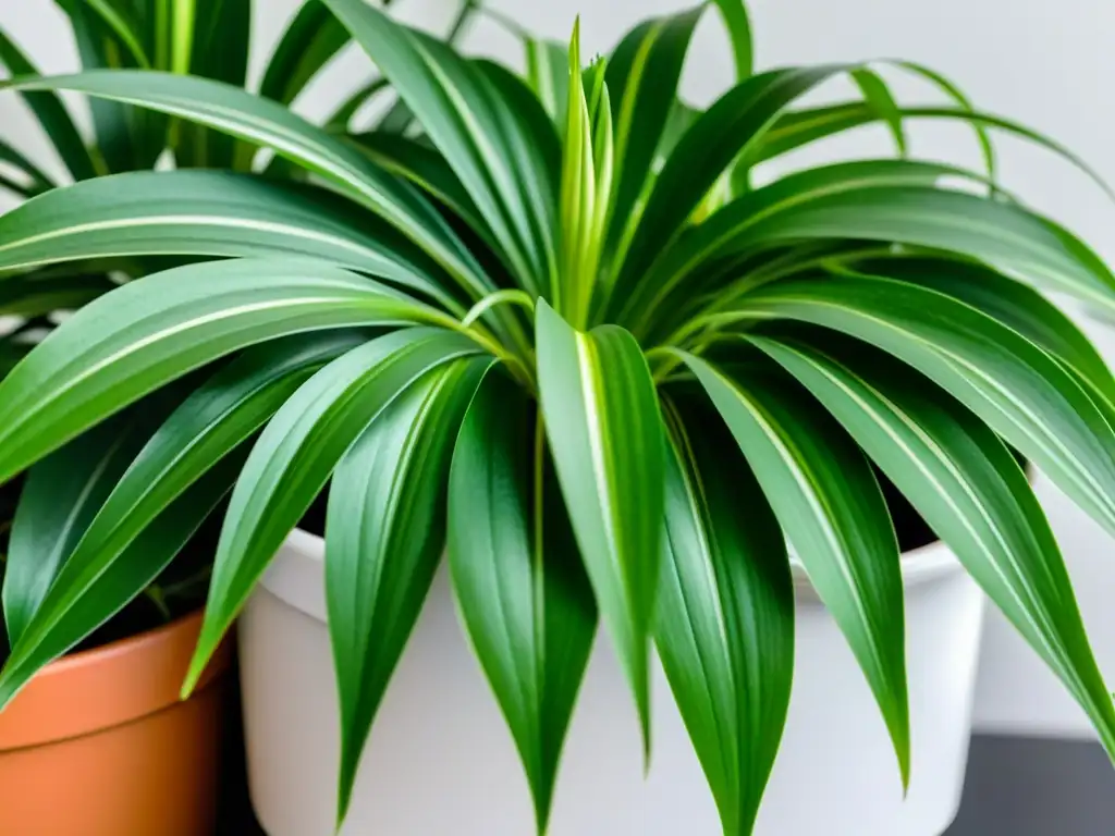 Planta de interior que eleva: Detalle de una exuberante planta araña en una maceta blanca sobre una mesa blanca