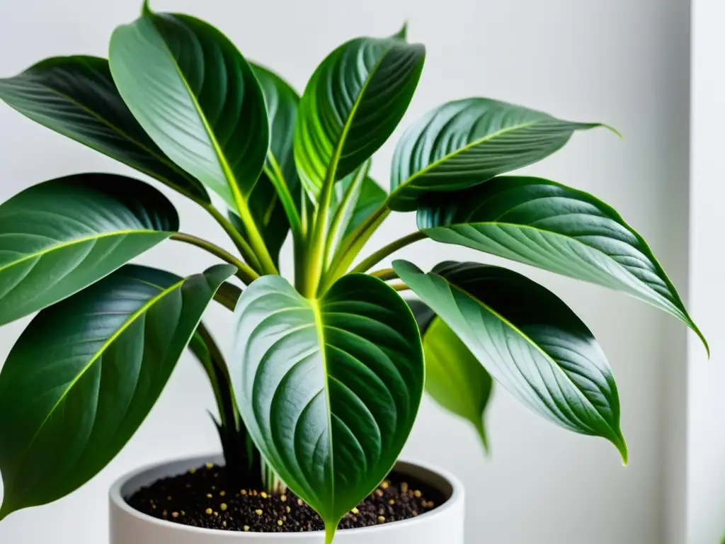 Una planta de interior exuberante en maceta moderna, resaltando los beneficios de cenizas para plantas de interior