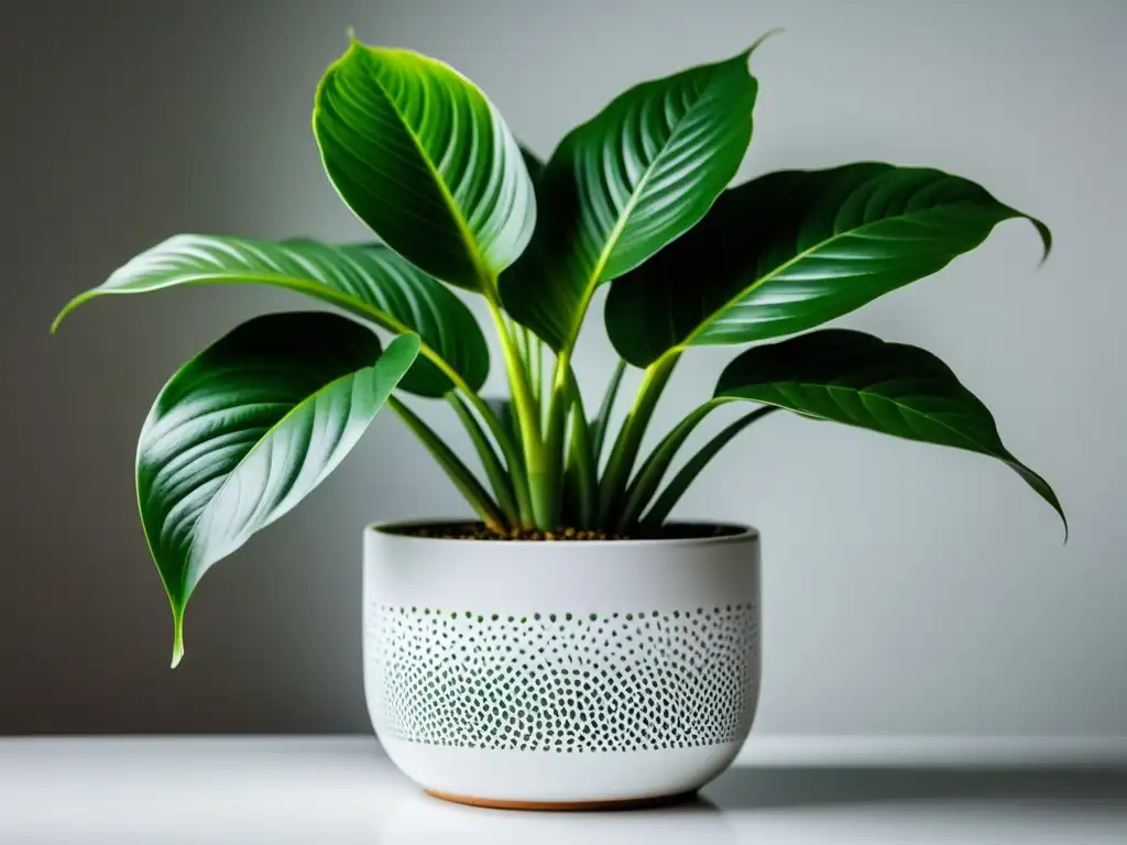 Planta de interior exuberante en maceta blanca, con hojas sanas y vibrantes