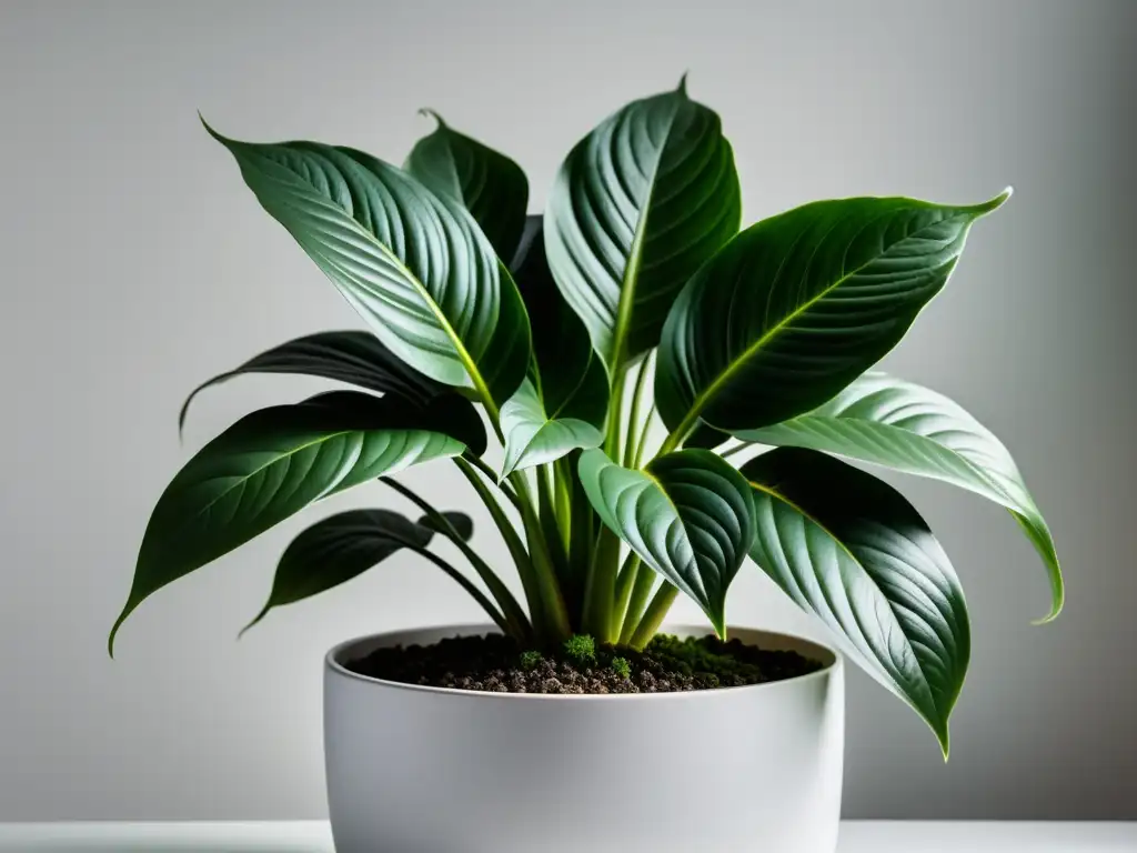 Planta de interior exuberante en maceta moderna, con hojas verdes y venas delicadas